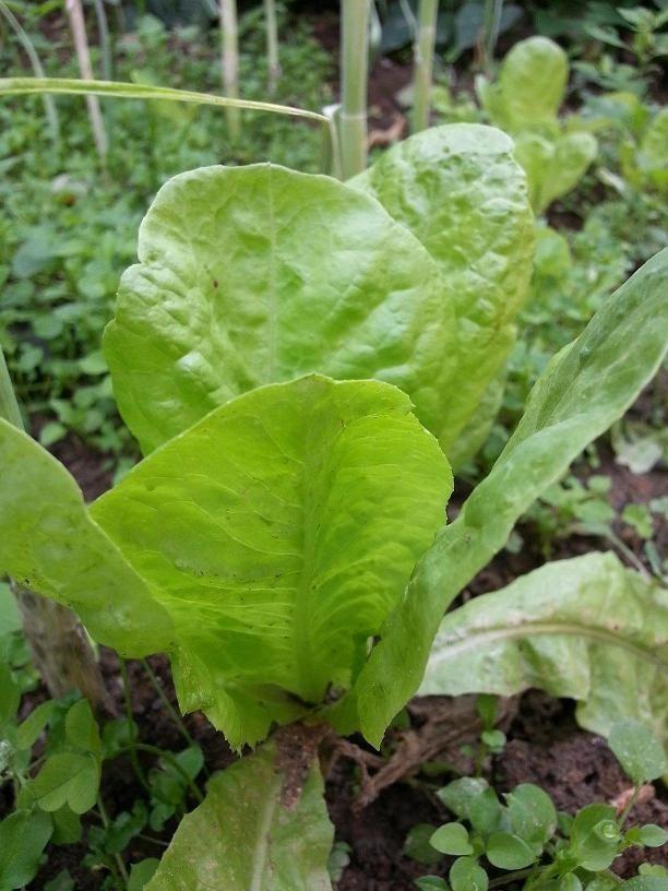 Zelena-salata-rasad