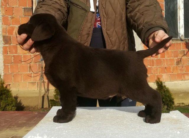 Labrador-Retriver-cokoladni-stenci