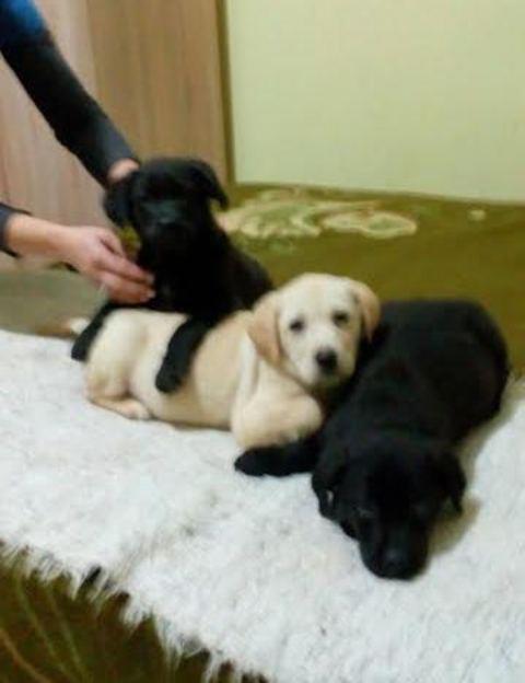 Labrador-retriver---štenci