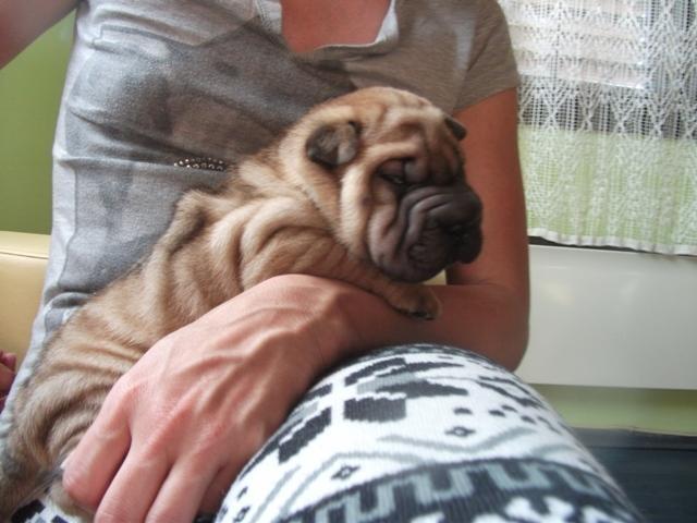 Shar-Pei--stenci-svetskog-kvaliteta