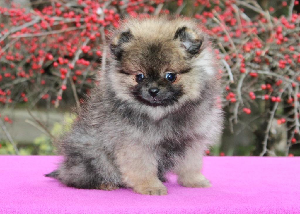 Pomeranac