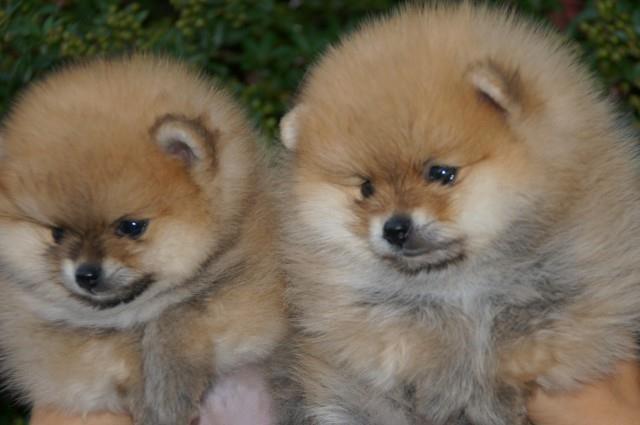 Pomeranski spic(Pomeranian)Boo stenci
