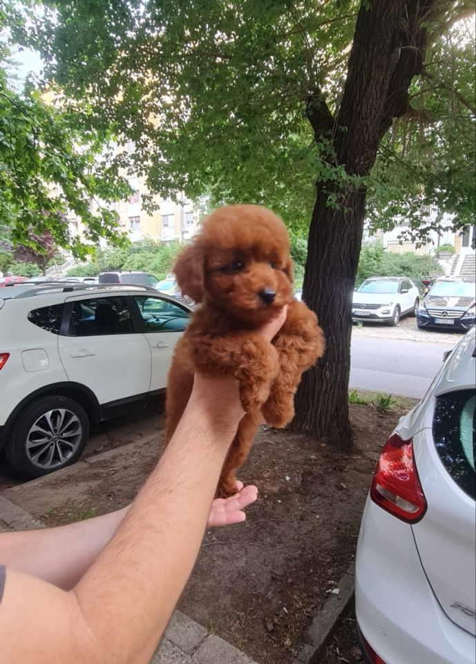 Toy-crvene-pudle