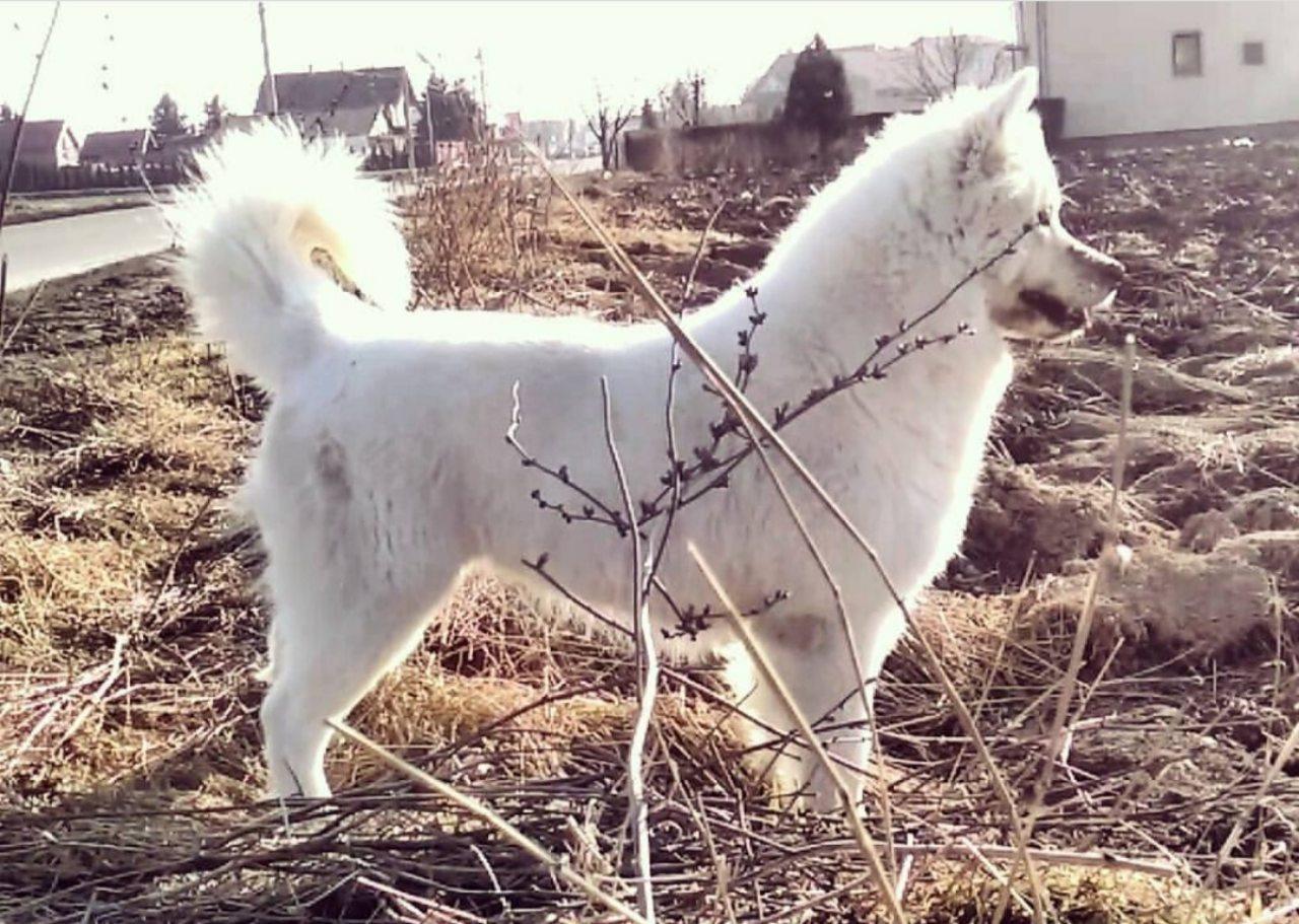 Sibirski-samojed-štenci