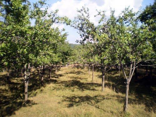 Rakija-od-sljive