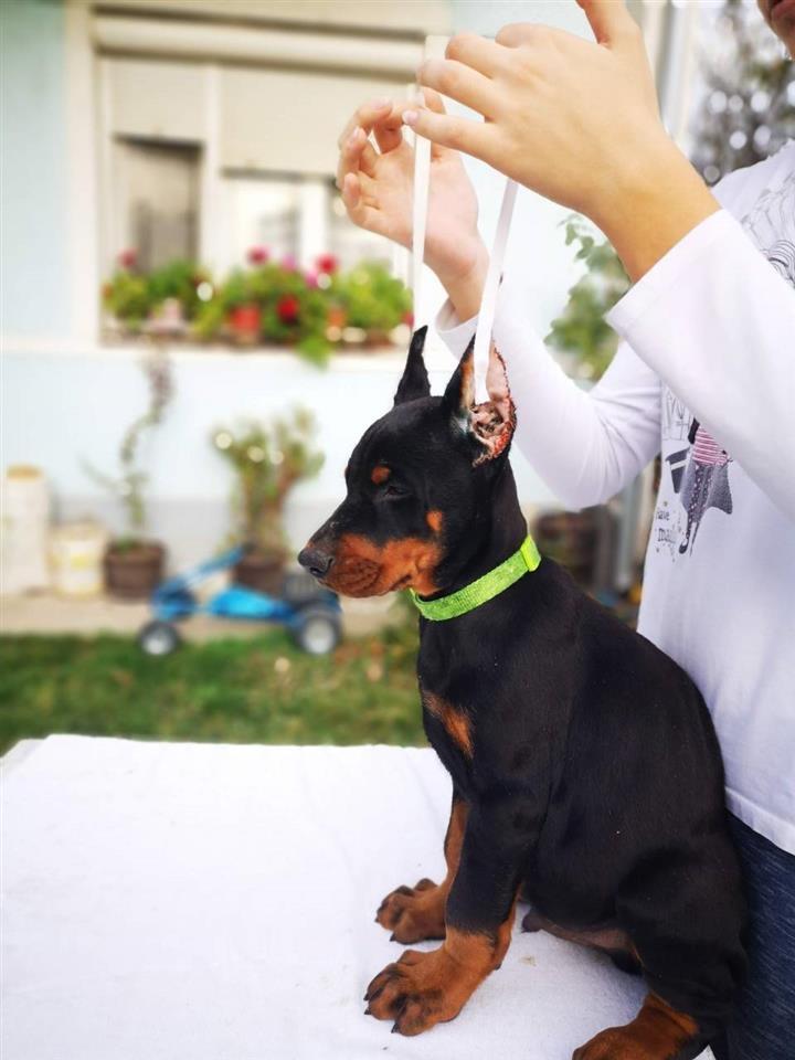 Doberman-štenci