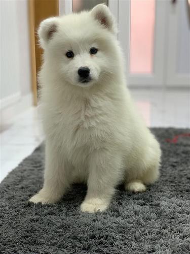 Samojed stenci