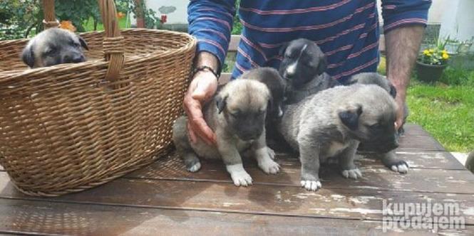 Kangal stenci