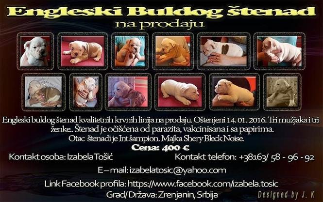 Engleski Buldog štenad