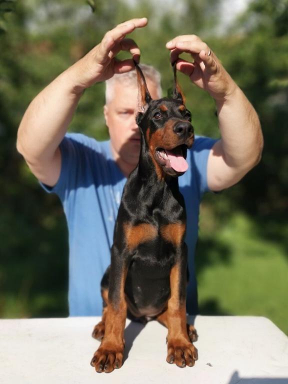 Dobermann-štenad