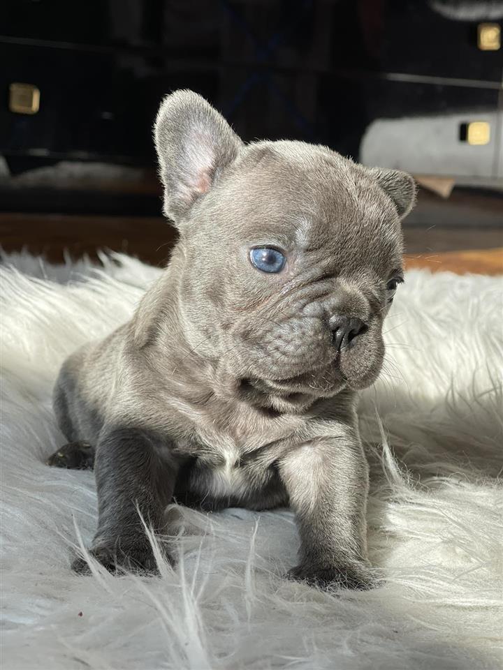 Francuski-Buldog