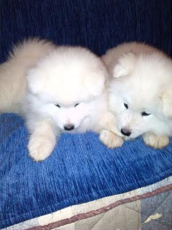 Sibirski-Samojed