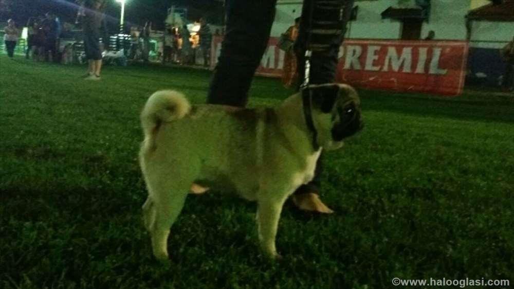 Mops-štenci-na-prodaju