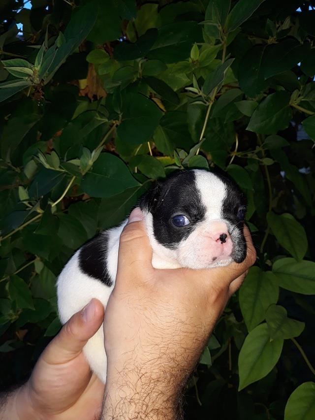Francuski-Buldog