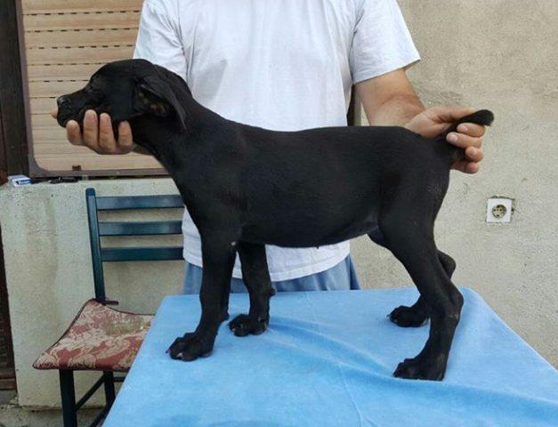 Cane-Corso-stenci