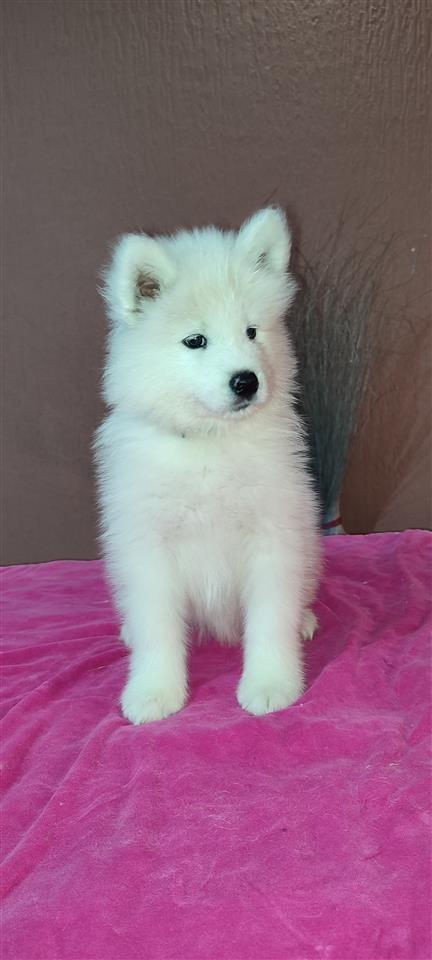 Stene-samojeda-