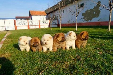 Chow-chow-cau-cau-stenad