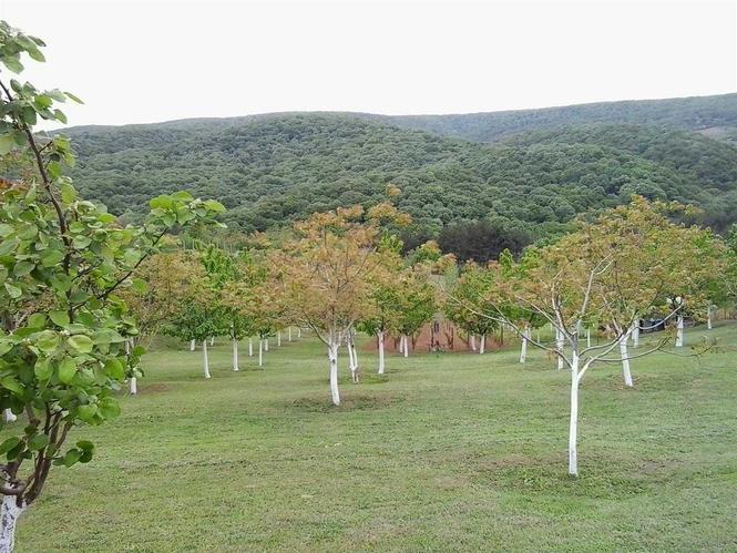 Plac Fruska gora