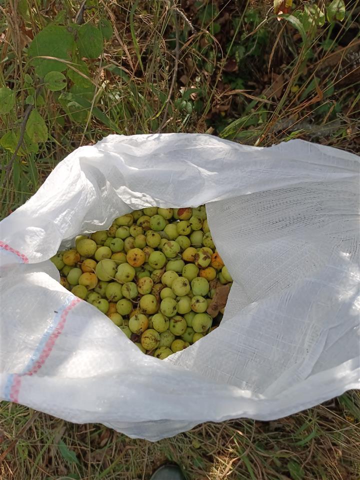 Sirće-od-divljih-jabuka-