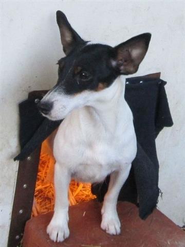 American-toy-fox-terrier--AMERTOJ-