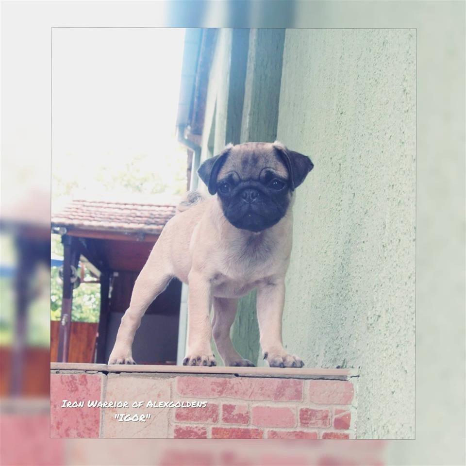 Mops-muško-štene