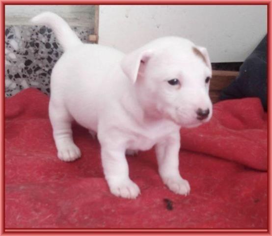 Jack-russell-terrier