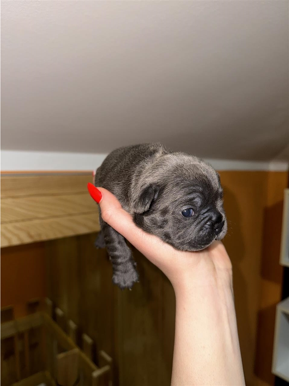 Francuski-buldog-