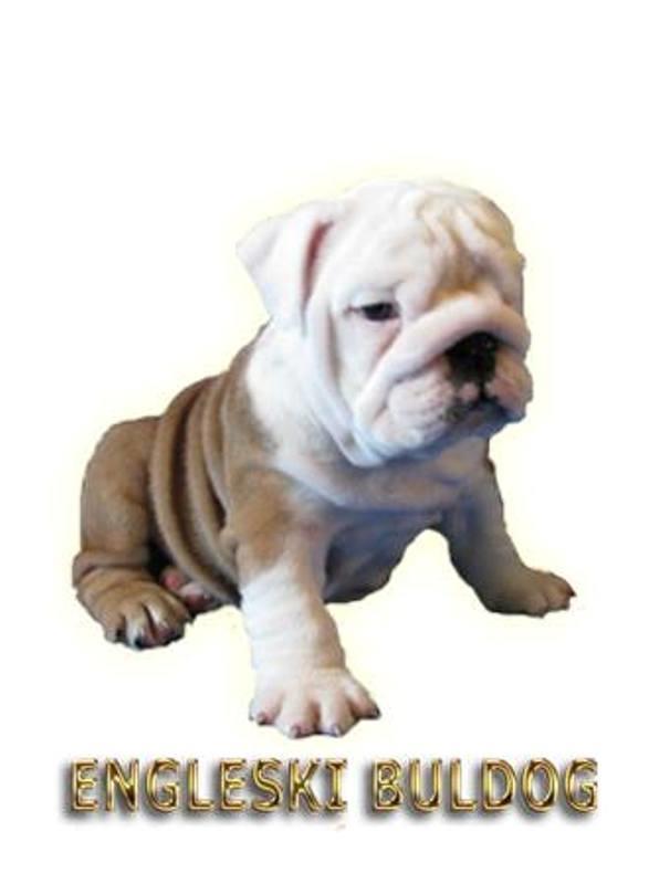 Engleski-Buldog