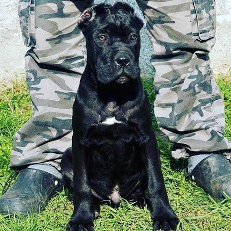 Cane-Corso-štenad