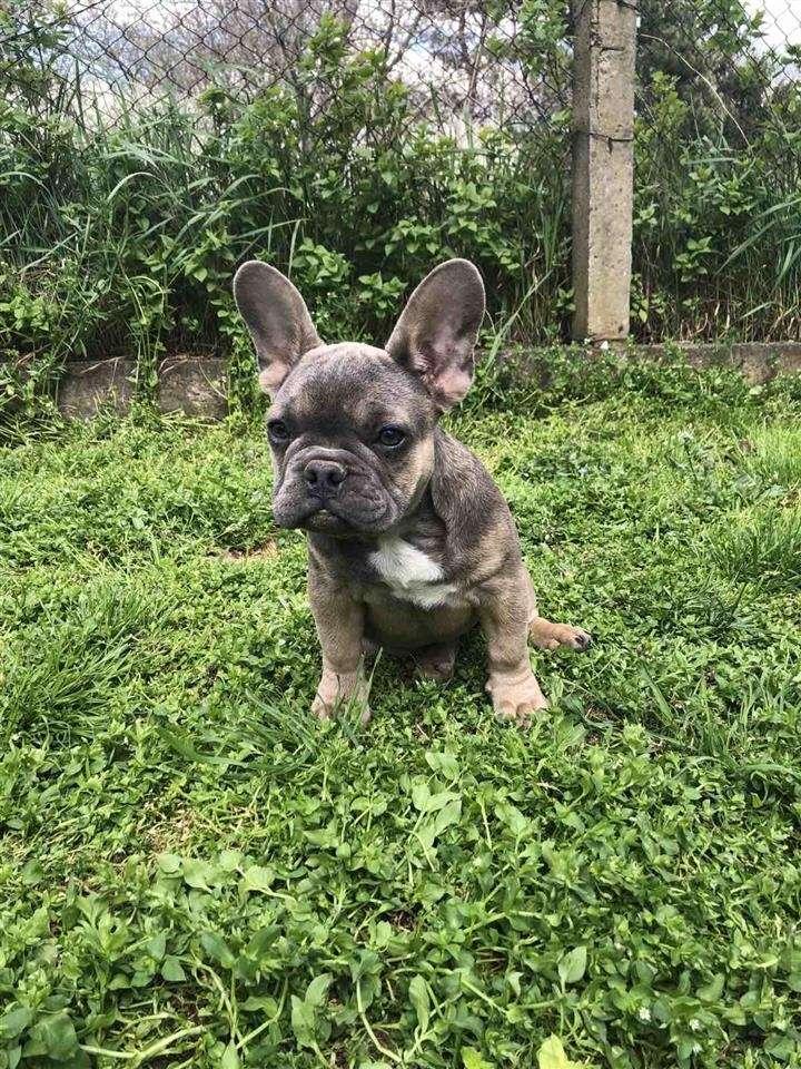 Francuski-buldog