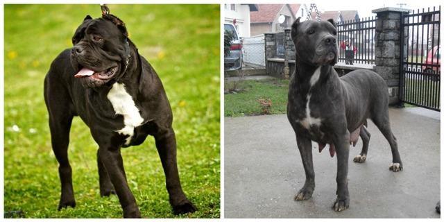 Cane-Corso--stenci-vrhunskog-porekla
