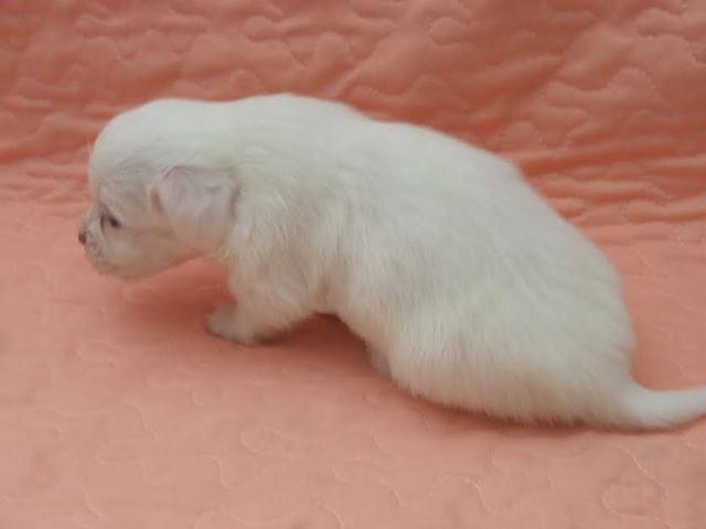 Coton de tulear