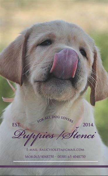 Labrador-retriver-stenci
