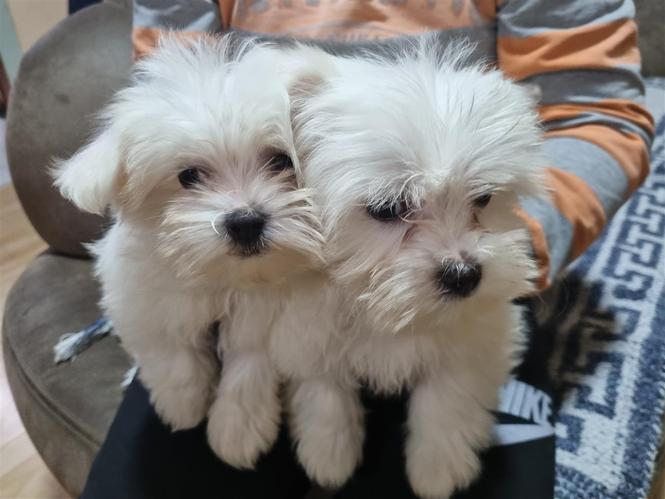 Mini Maltezer