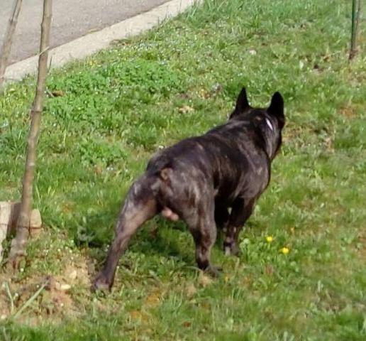 Francuski-buldog-