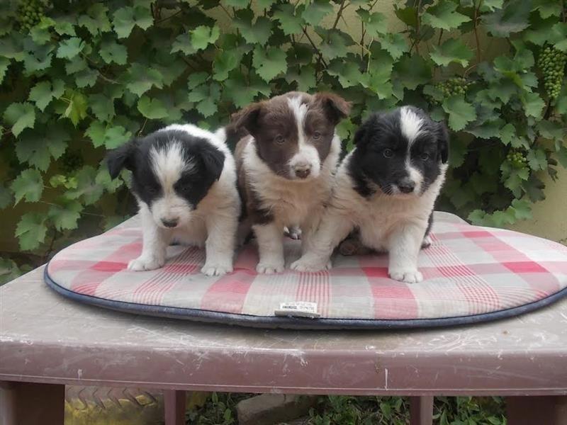Border-collie-stenci-
