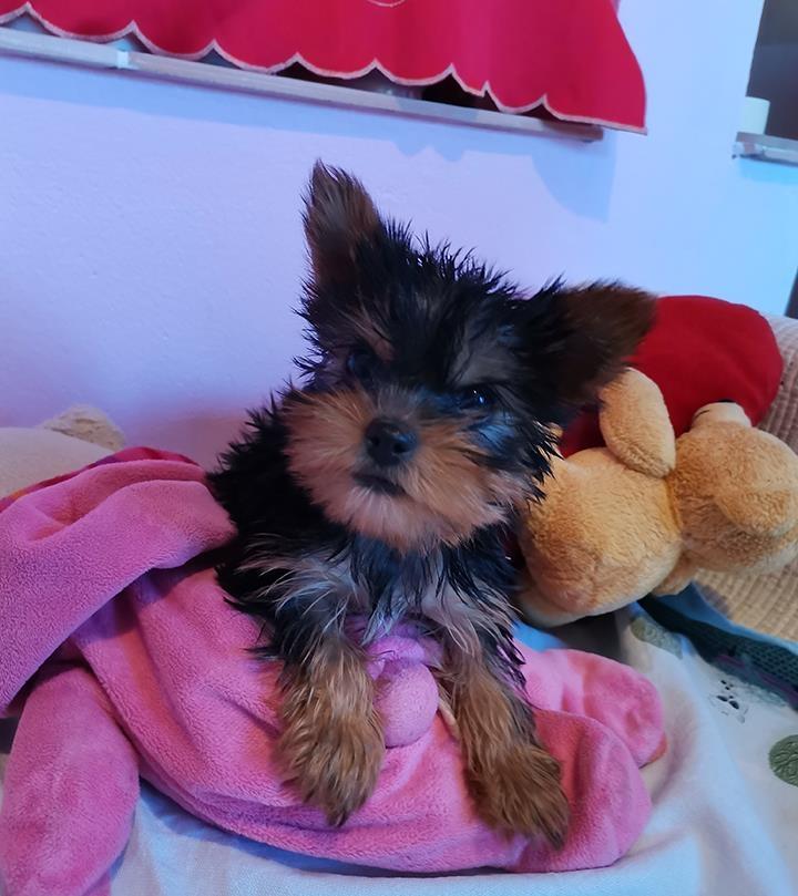 Jorki-mini-decki