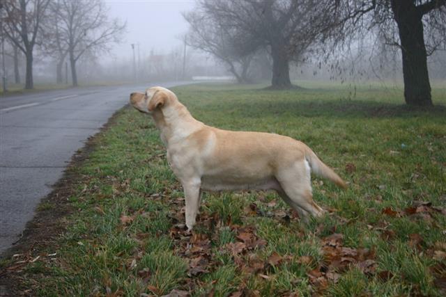 Stenaca-labrador-retrivera