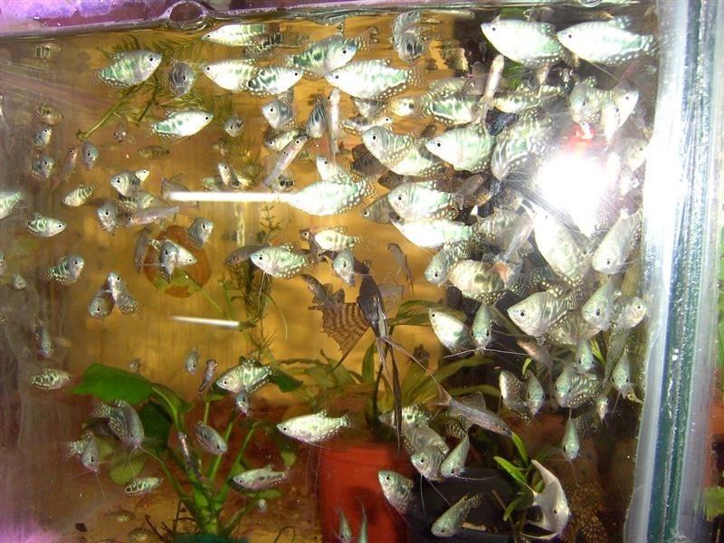 AKVARIJUMSKE-RIBICE-VELIKI-IZBOR