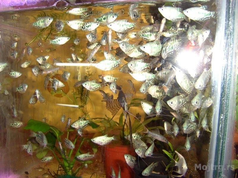 Akvarijumske Ribice Veliki Izbor Novi Sad
