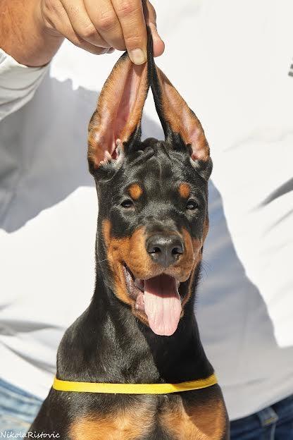 Doberman-štenci