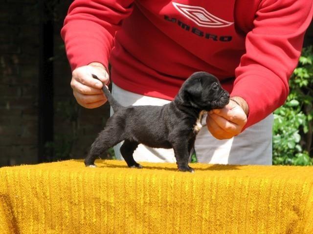 Cane-corso-stenci