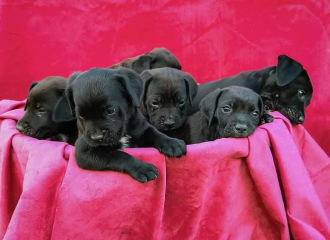 Cane corso štenci