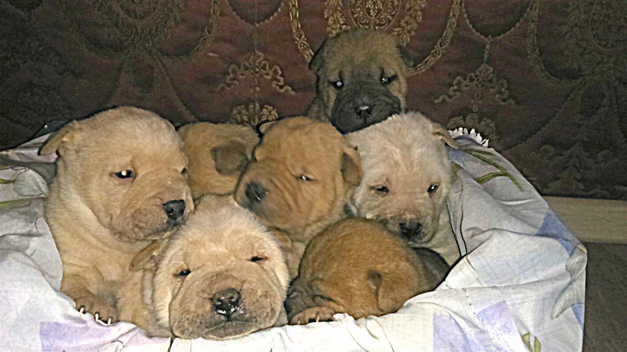 Shar-Pei