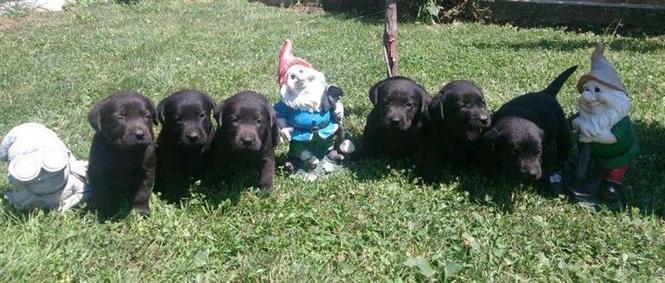 Stenci Labrador retrivera 
