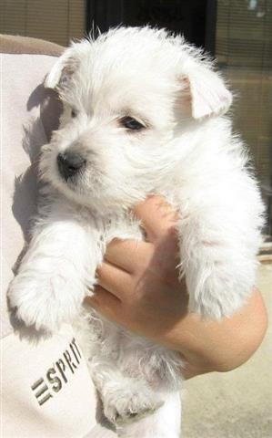 WESTIE-štene-