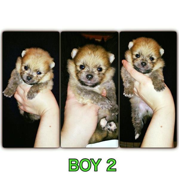 Pomeranac-Boo