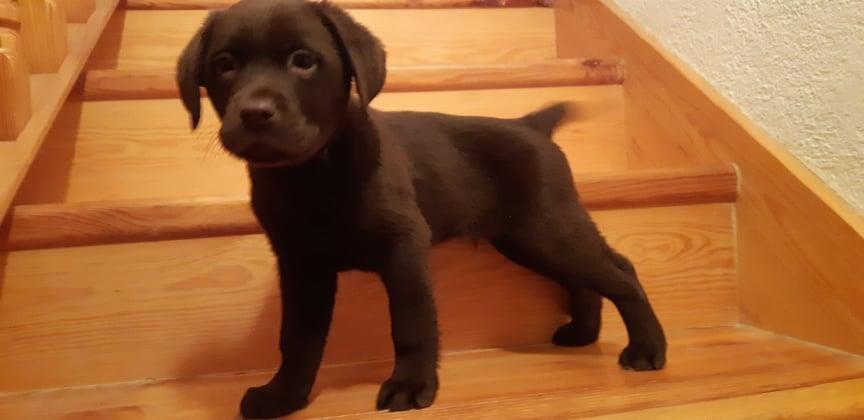 Štenci-Labrador-retrivera-