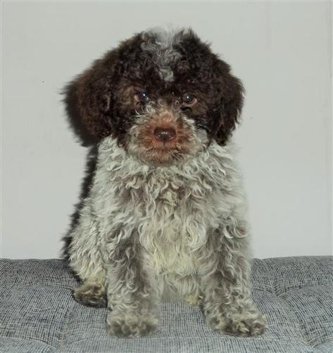 Lagotto Romagnolo EXTRA KVALITET