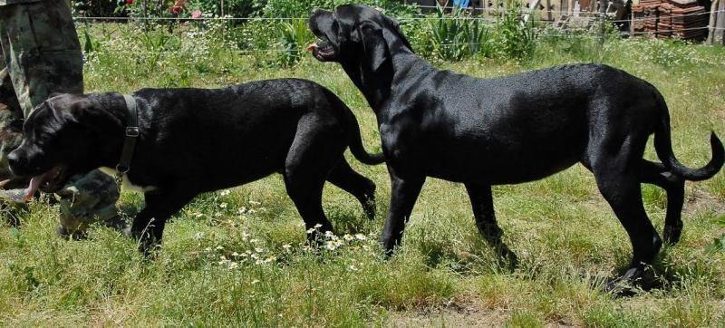 CANE-CORSO-štenad